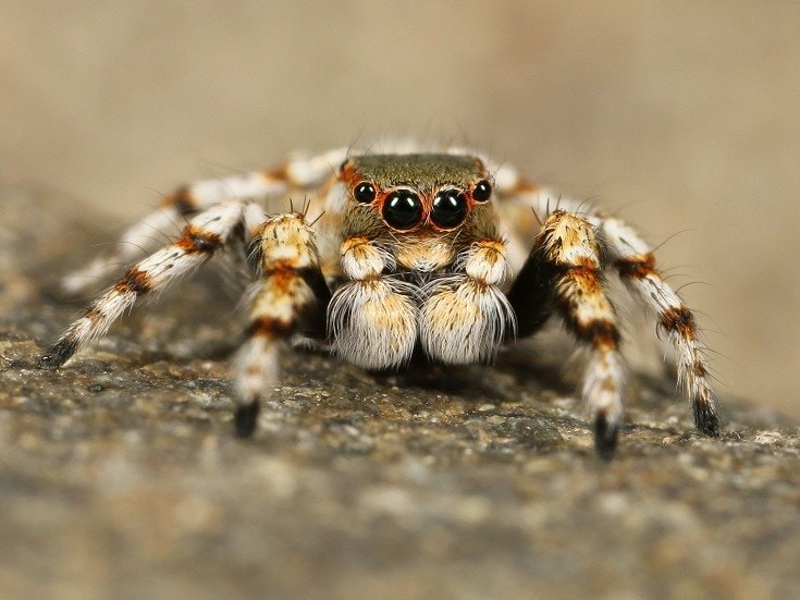 Tarantulas
