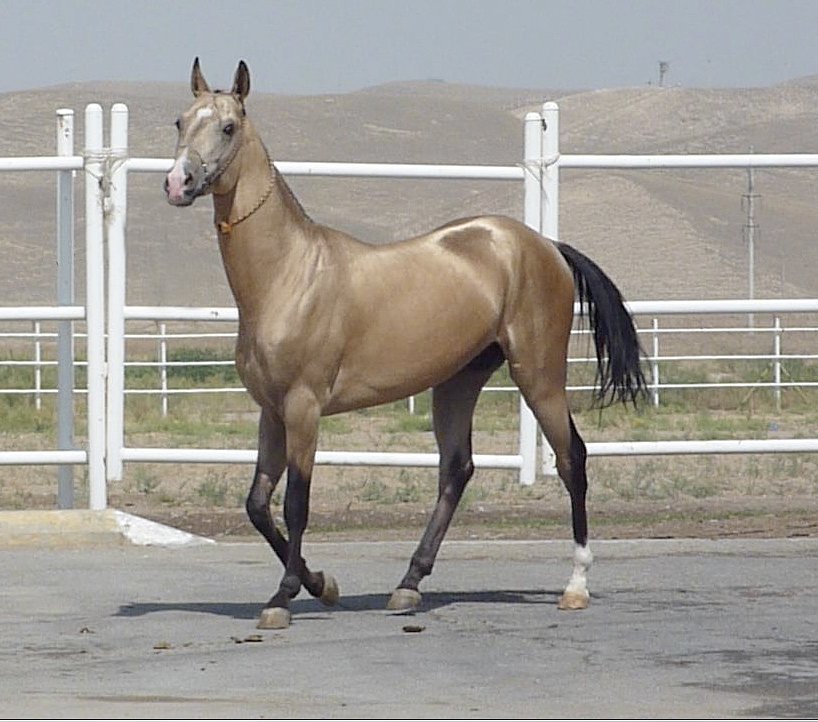 Tasirli, golden Akhal Teke stallion at the presidential stables in Ashgabat, Turkmenistan3