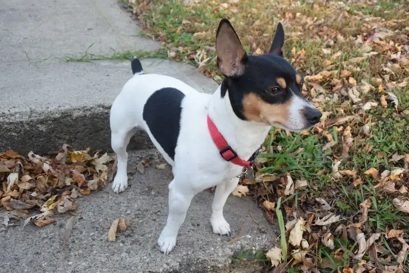 Teddy Roosevelt Terrier outside in leaves