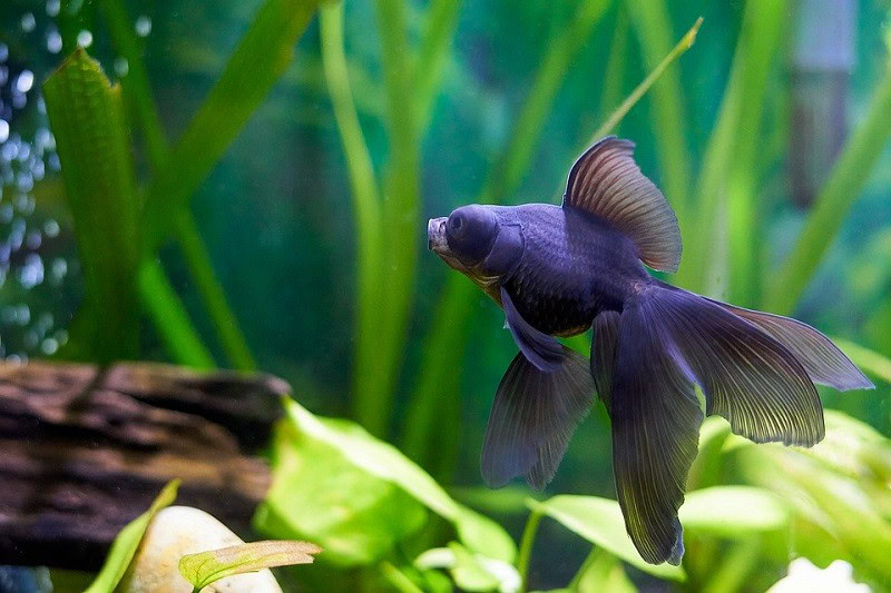 Telescope Goldfish_Walter_Navarro, Pixabay