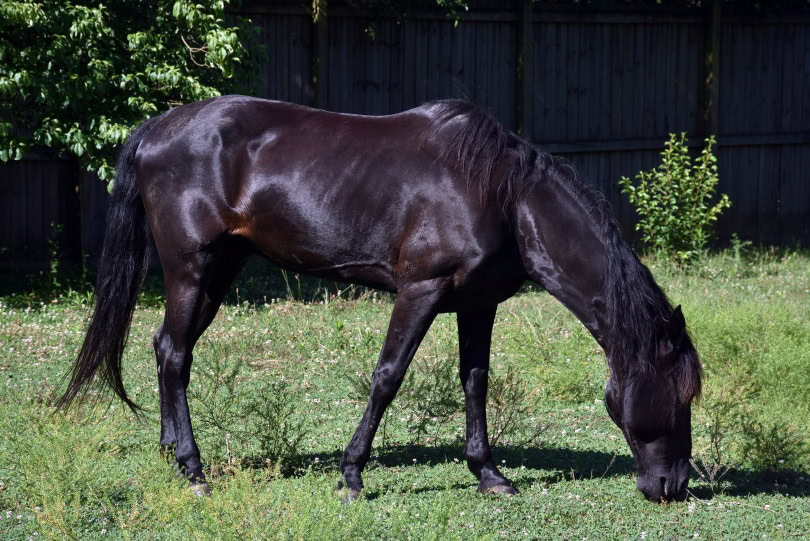 Tennessee Walking Horse