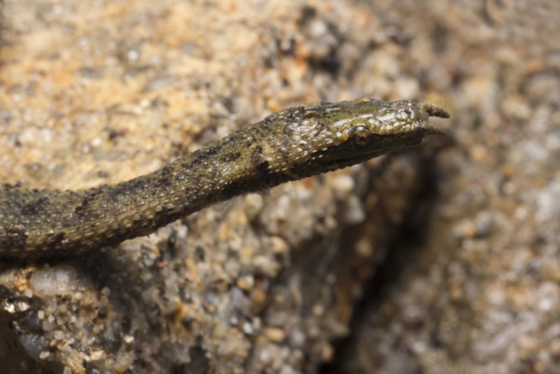 Tentacled Snake on the rocks