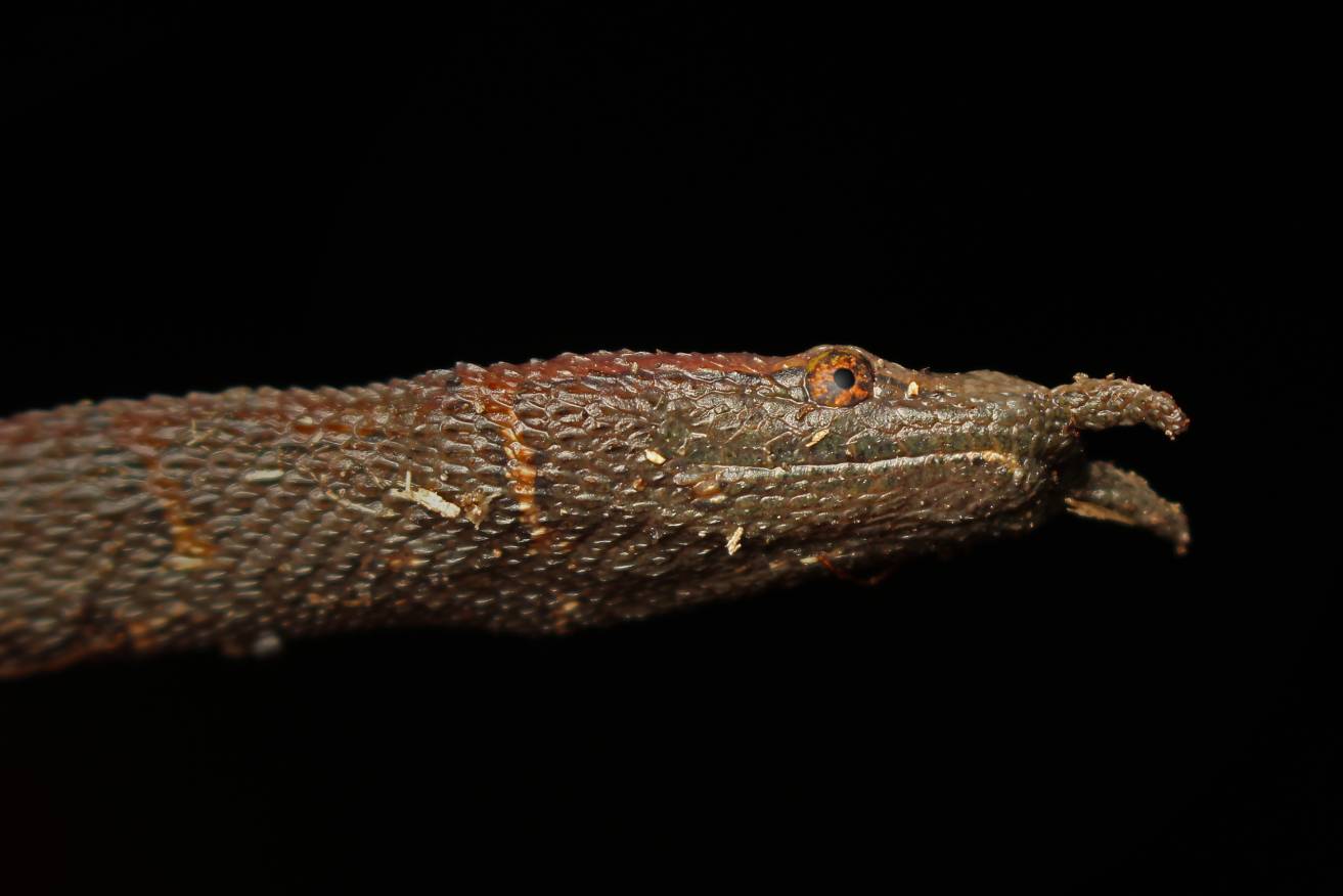 Tentacled Snake