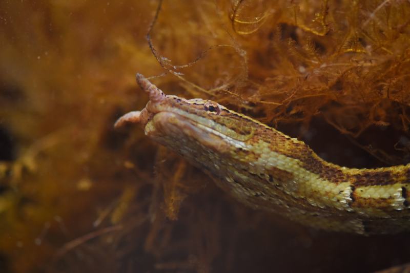 Tentacled water snake under water