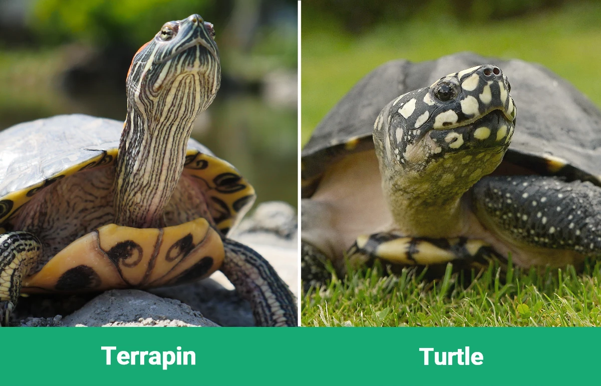 Terrapin vs Turtle - Visual Differences