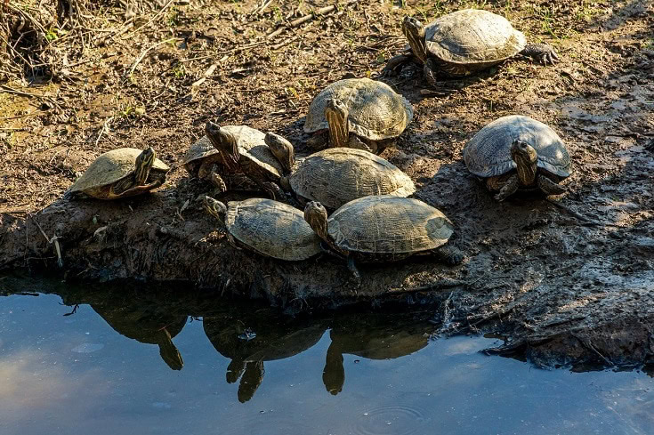 Terrapins