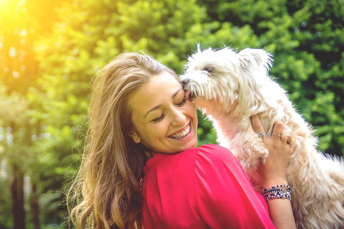 Terrier licking woman