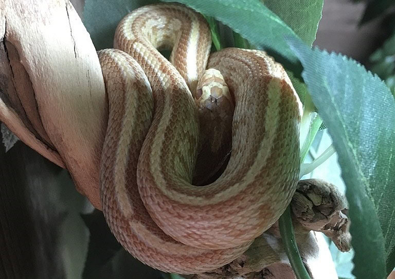 Tessera corn snake