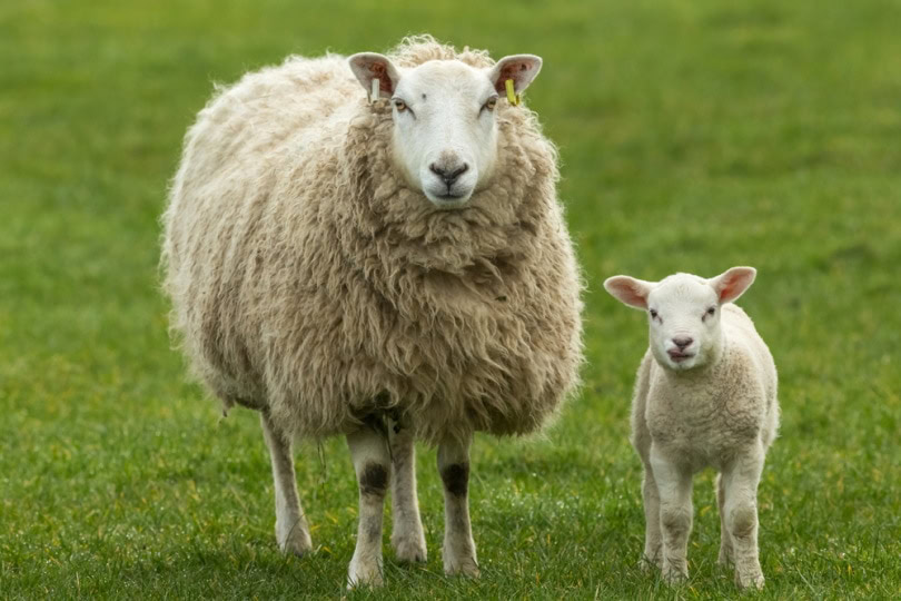 Texel sheep in the grass