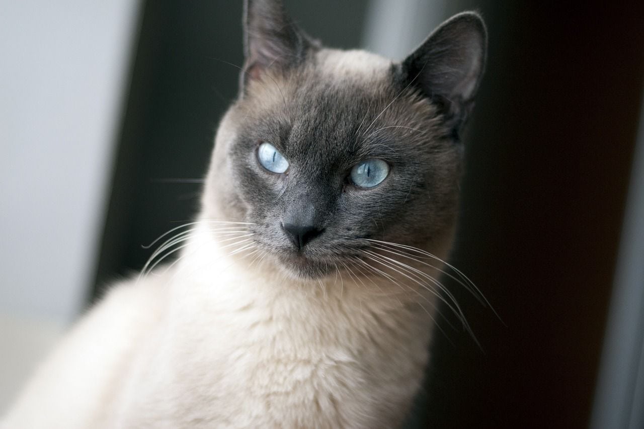 Thai Cat