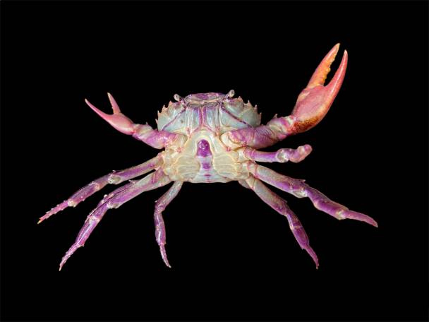 Thai Devil Crab