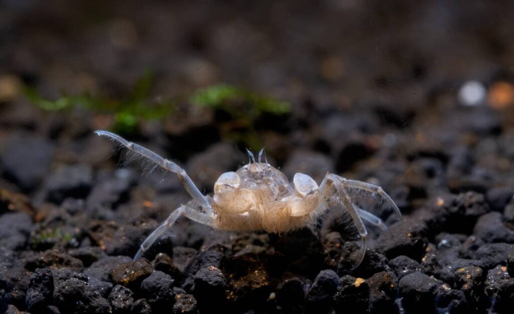 Thai Micro Crab