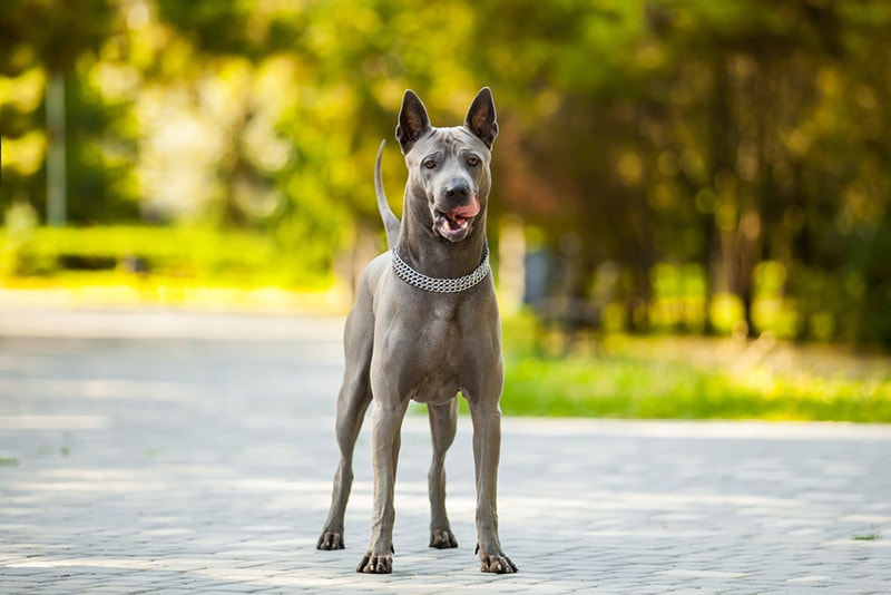 Thai ridgeback dog outdoors