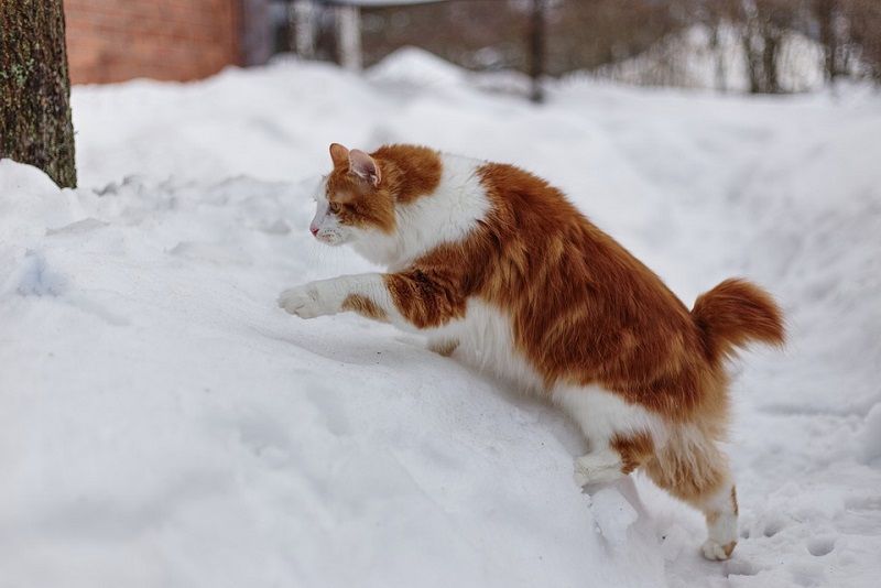 The American Bobtail
