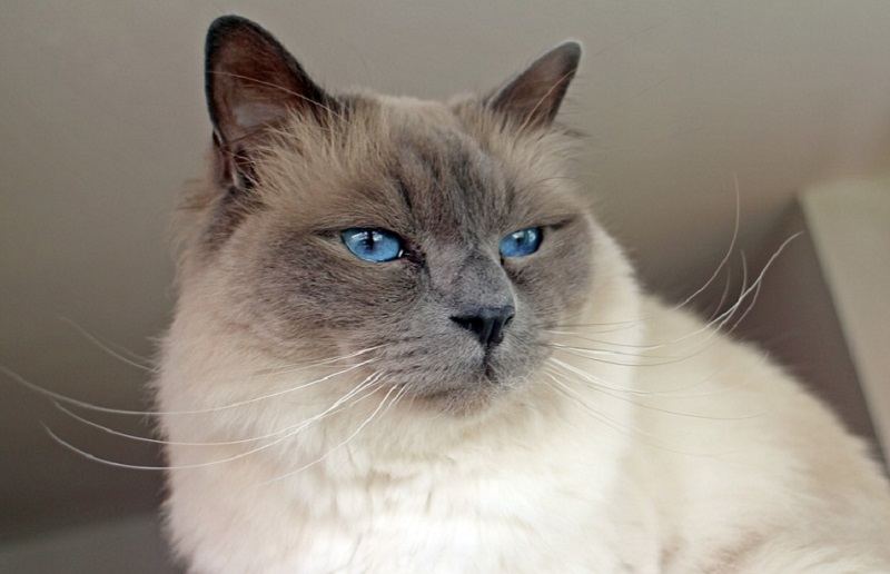 Birman_Antranias, Pixabay