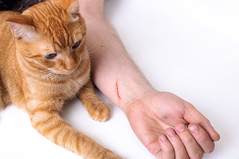 The Cat and the Scratched Man's Hand close up