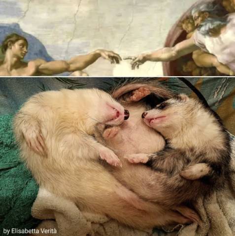 The Creation of Ferrets