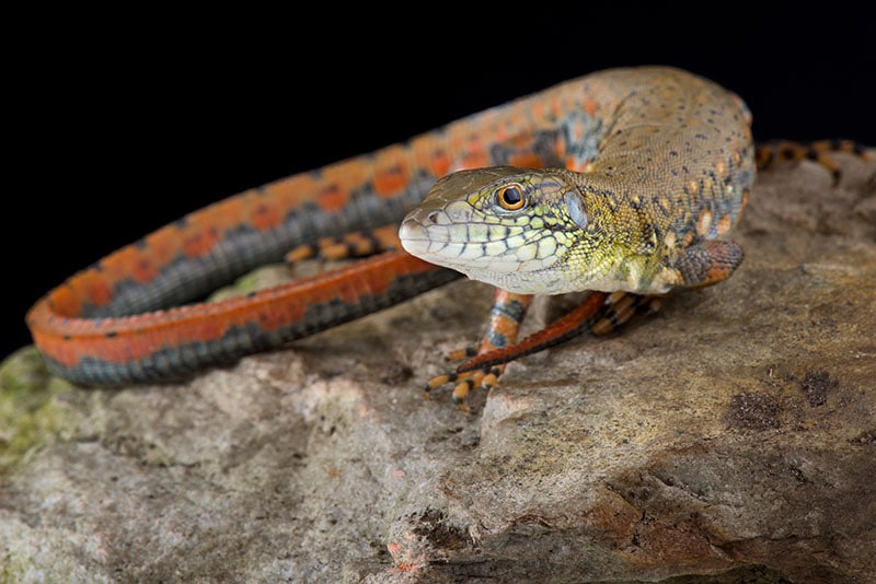 The Crocodile tegu (Crocodilurus amazonicus)