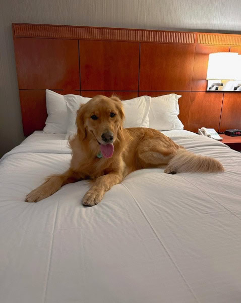 The Royal Sonesta Chase Park Plaza St. Louis