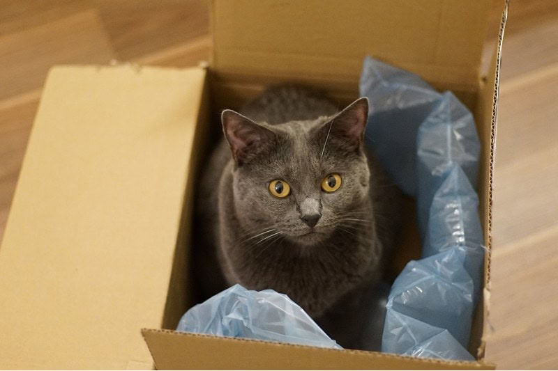 The cat is inside the box