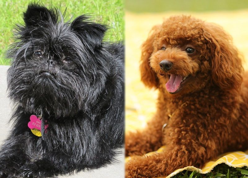The parents of the Affenpoo.
