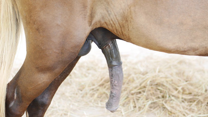 The penis of a horse