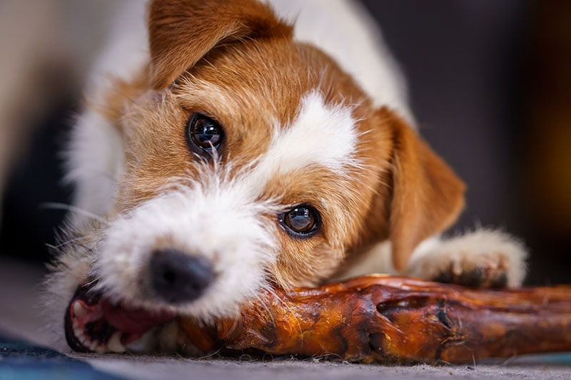 The puppy eats a bone on the carpet