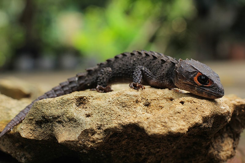 Thorny lizard commonly known as the red-eyed crocodile skink
