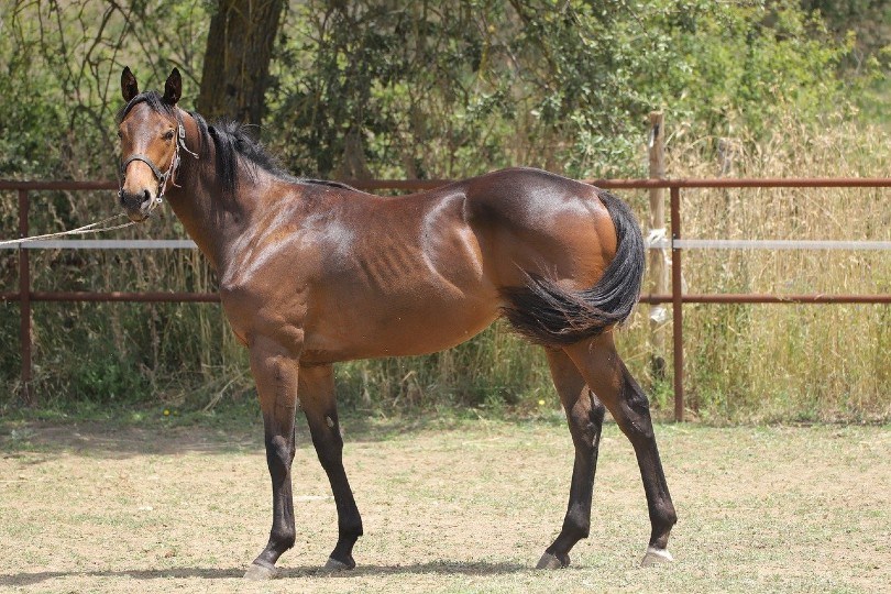 Thoroughbred Horse