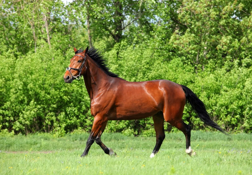 Thoroughbred racehorse