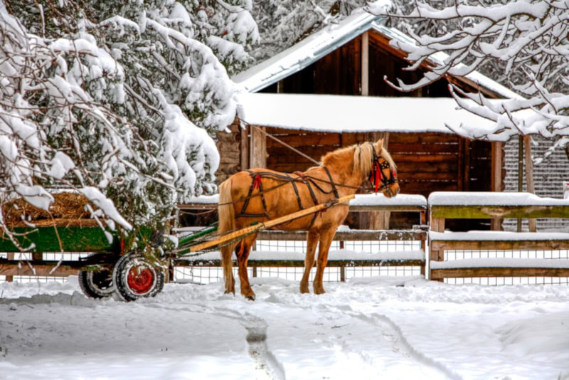 Thoroughbred with carriage in the snow