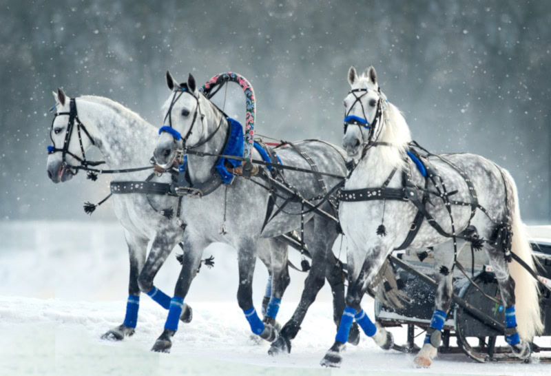 Three Orlov trotter horses pulling a carriage in snow