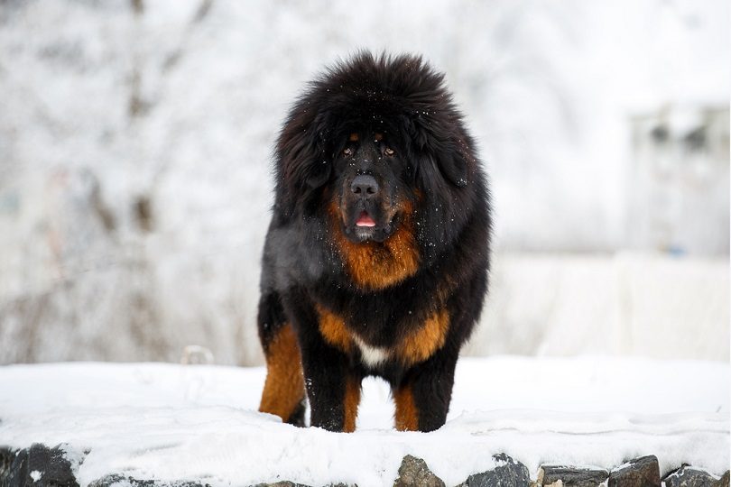 Tibetan-Mastiff