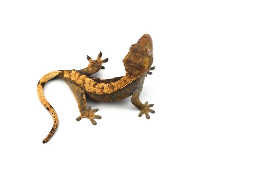 Tiger Crested Gecko
