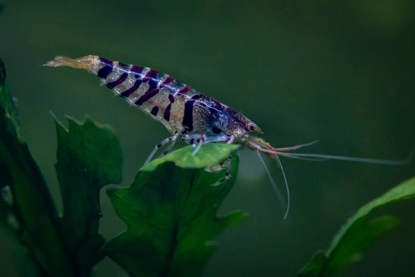 Tiger Shrimp
