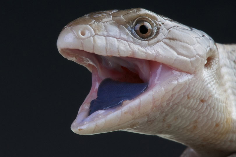 Tiliqua Gigas_reptiles4all_shutterstock