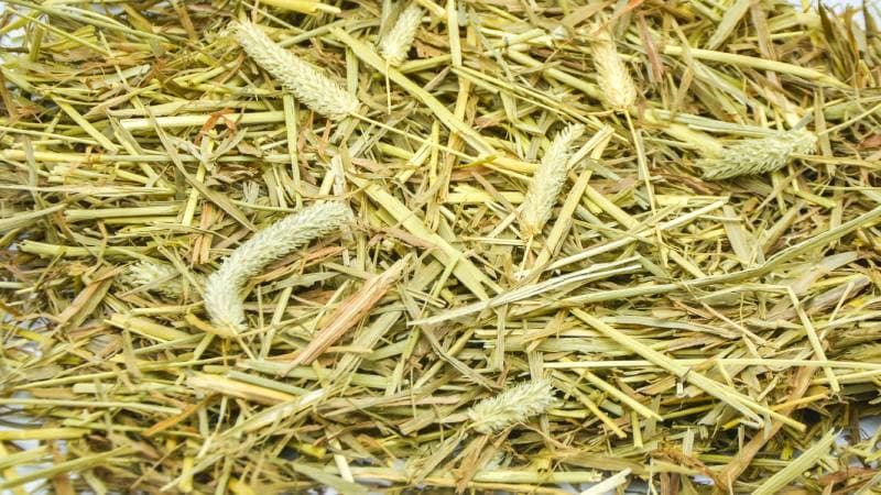 Timothy Hay Food for rabbits on white background