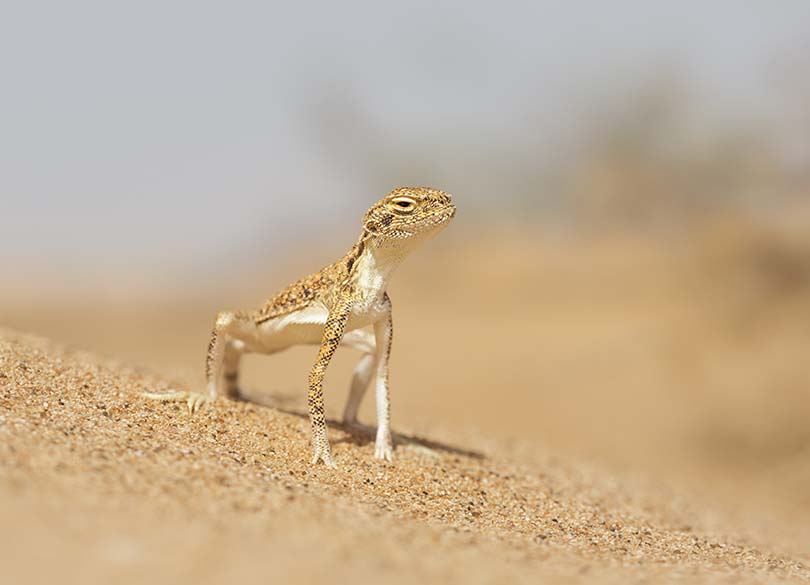 Toad-Headed Agama