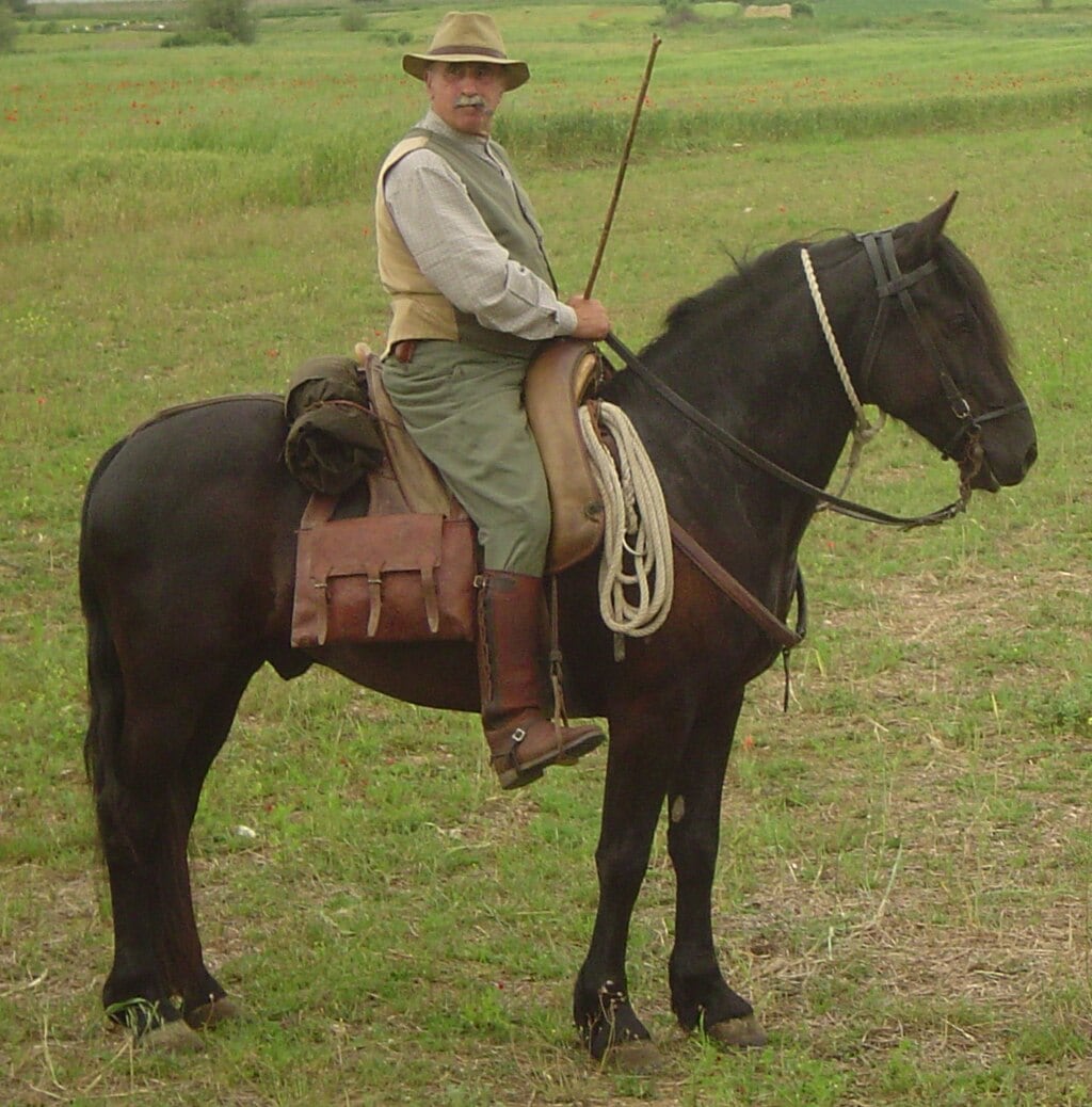 Tolfetano horse