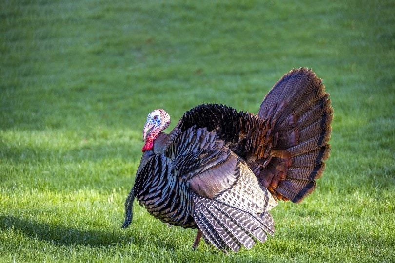 Tom Turkey