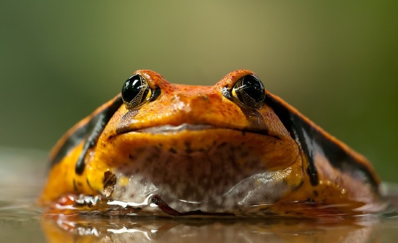 Tomato Frog Close Up