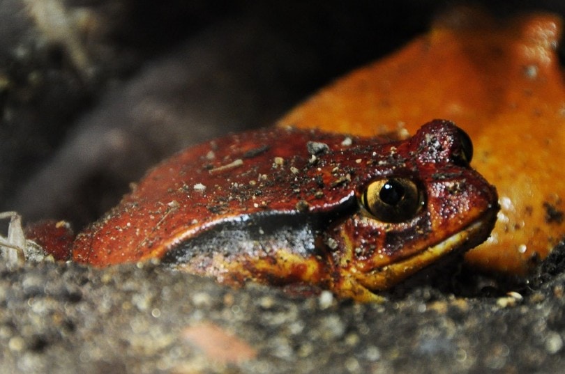 Tomato Frog Side View