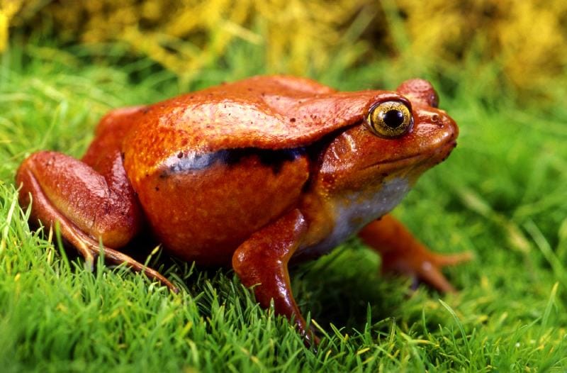 Tomato Toad Frog