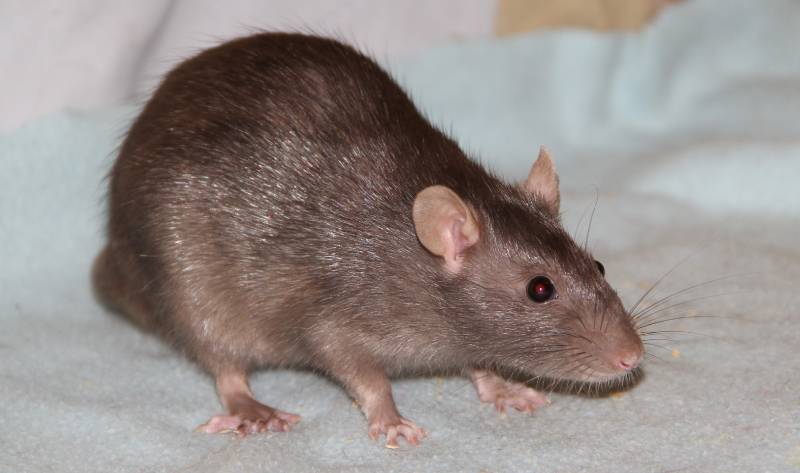 Topaz decorative rat