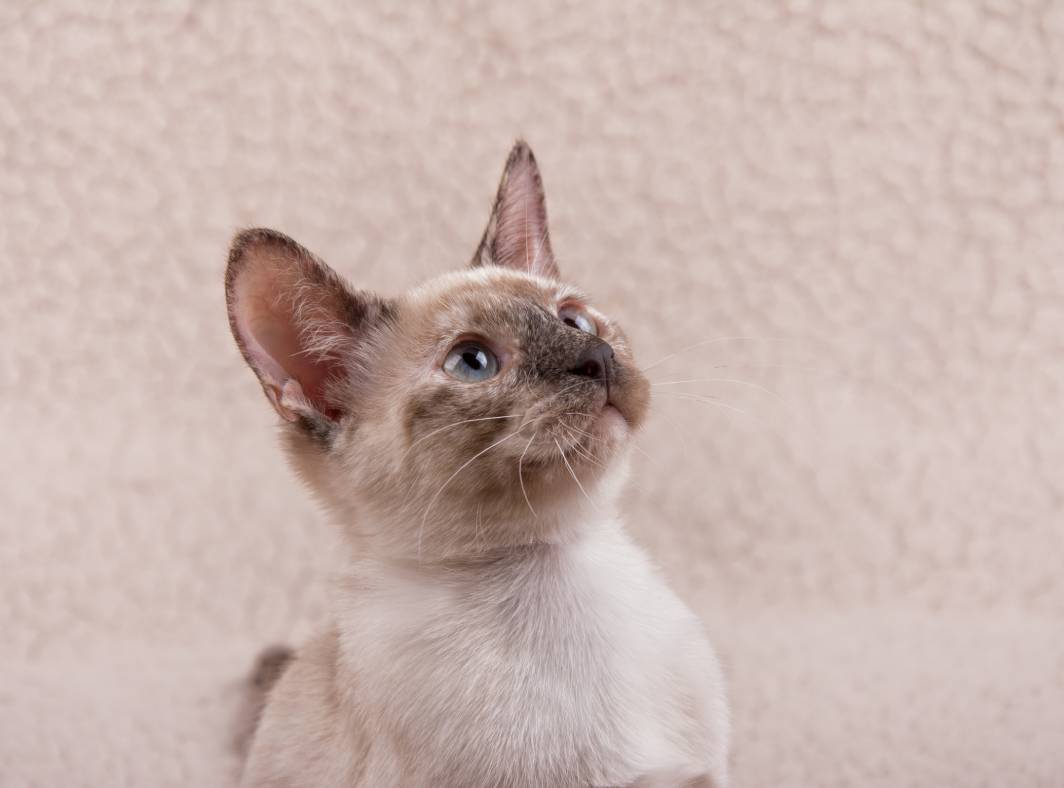 Tortie Point Siamese