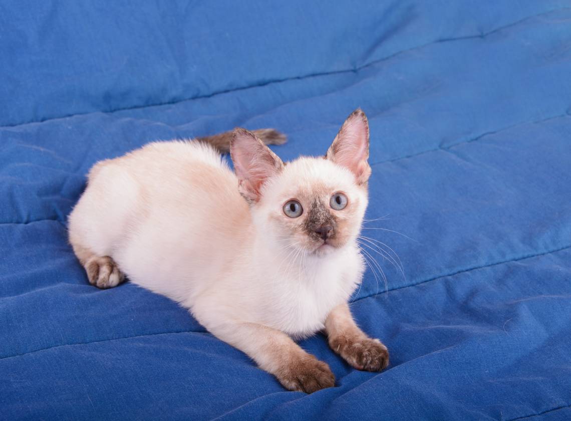 Tortie Point Siamese