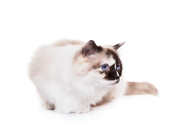 Tortie Ragdoll
