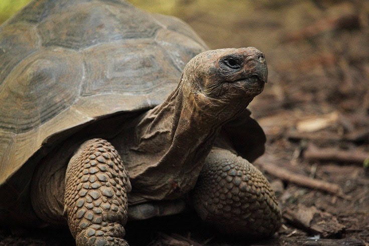 Tortoise