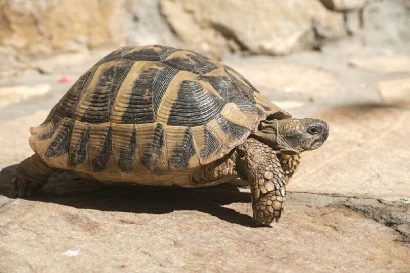 Tortoise
