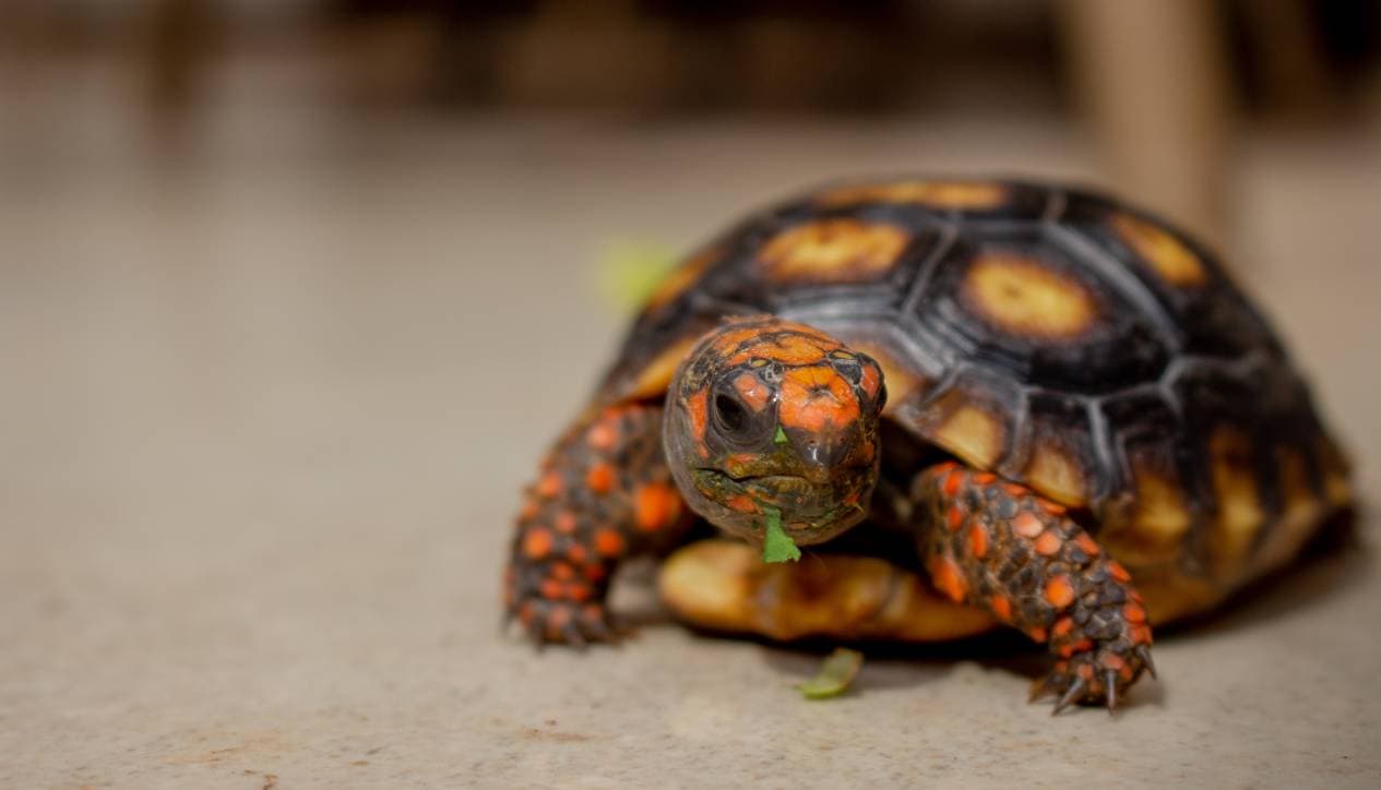 Tortoises Eat Broccoli